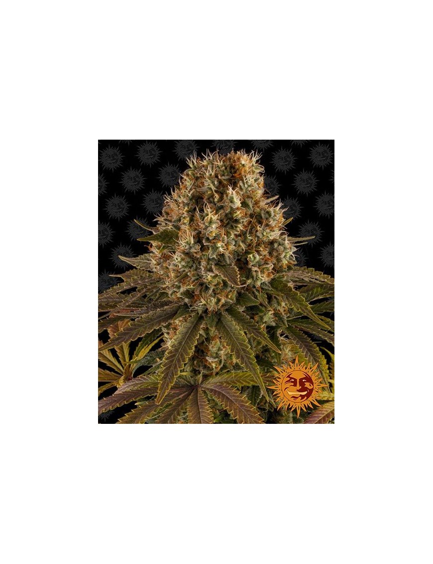 Barney's Farm - Strawberry Lemonade feminizada