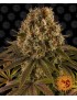 Barney's Farm - Strawberry Lemonade feminized