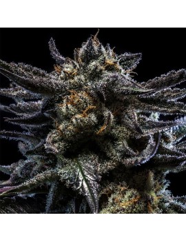 Zombie Kush feminisiert – Ripper Seeds