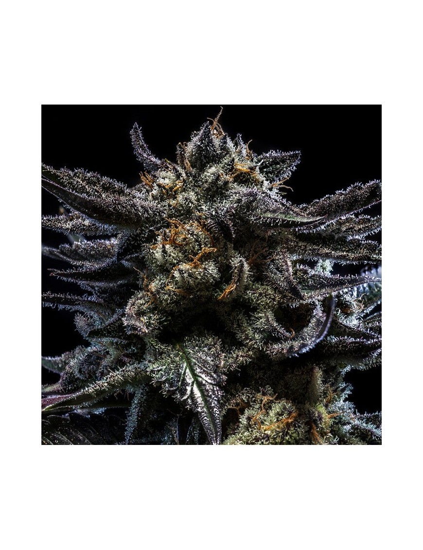 Zombie Kush feminisiert – Ripper Seeds