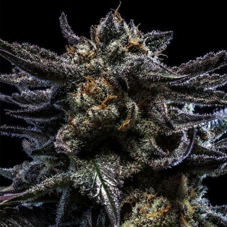 Zombie Kush feminisiert – Ripper Seeds