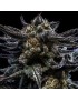 Zombie Kush feminisiert – Ripper Seeds