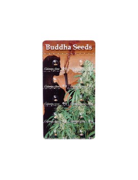 Buda Calamidad Jane Auto - Buddha Seeds