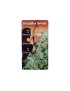 Buda Calamidad Jane Auto - Buddha Seeds