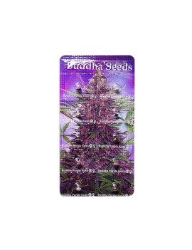 Buda Purple Kush Auto - Buddha Seeds