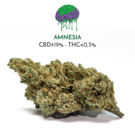 Amnesia (CBD) - Sir Canapa