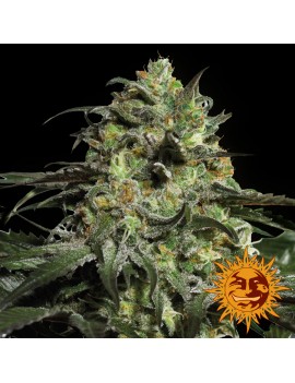 Cookies de peyote - Barney's Farm