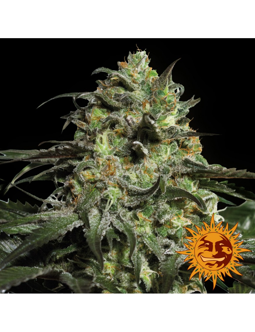 Cookies de peyote - Barney's Farm