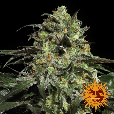 Cookies de peyote - Barney's Farm