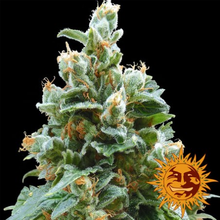 Vanille Kush -Ja- Barney's Farm