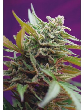 Black Jack Auto - Sweet Seeds