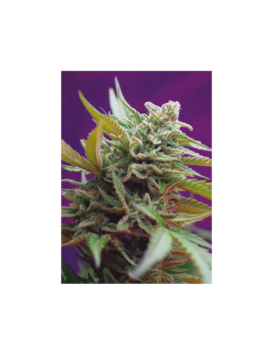 Black Jack Auto - Sweet Seeds