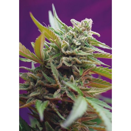 Black Jack Auto - Sweet Seeds