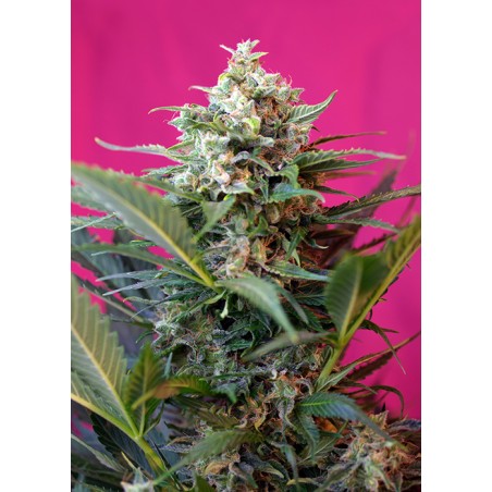 Big Devil XL Auto - Sweet Seeds