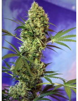 Semillas dulces - Big Devil Auto