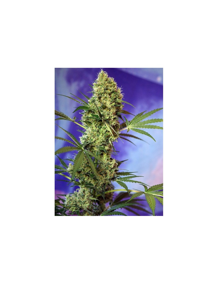 Semillas dulces - Big Devil Auto