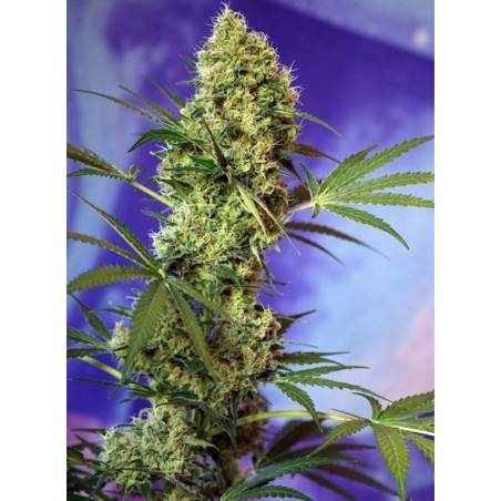 Semillas dulces - Big Devil Auto