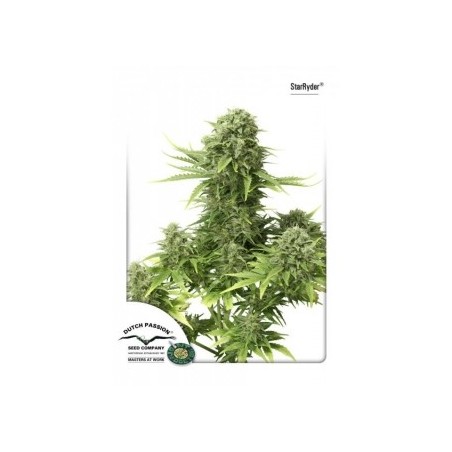 Dutch Passion - StarRyder feminized