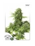 Dutch Passion - StarRyder feminized