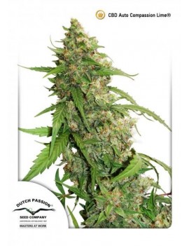 Dutch Passion - Cbd Auto...