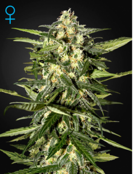 Green House - coche Jack Herer