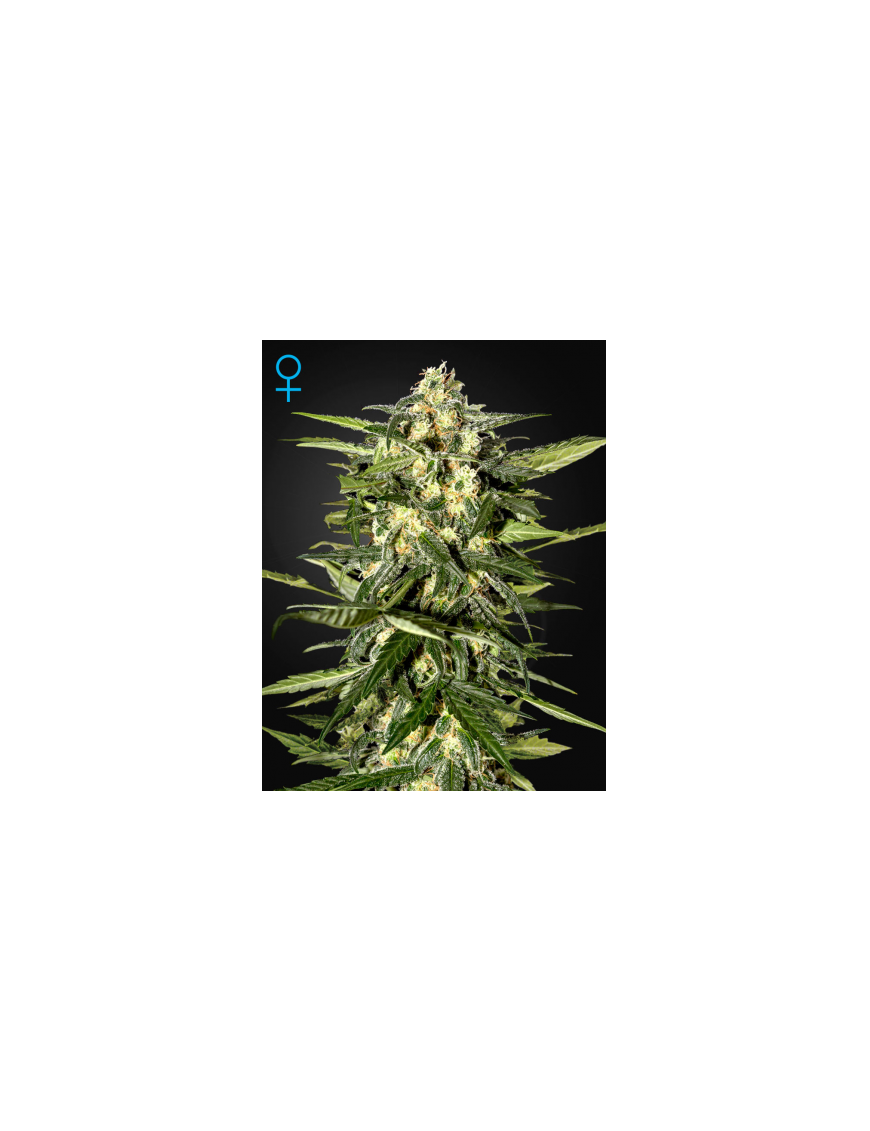 Green House - coche Jack Herer