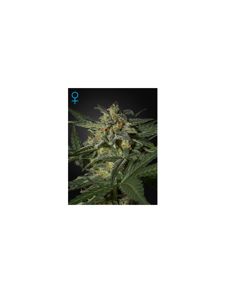 Green House – White Widow Auto