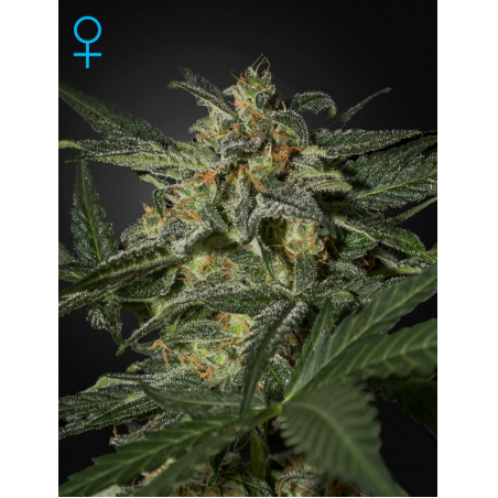 Green House – White Widow Auto