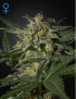 Green House – White Widow Auto