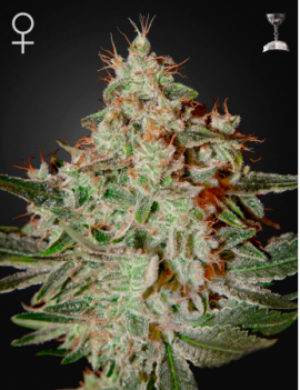 Green House - Lemon Skunk feminisiert