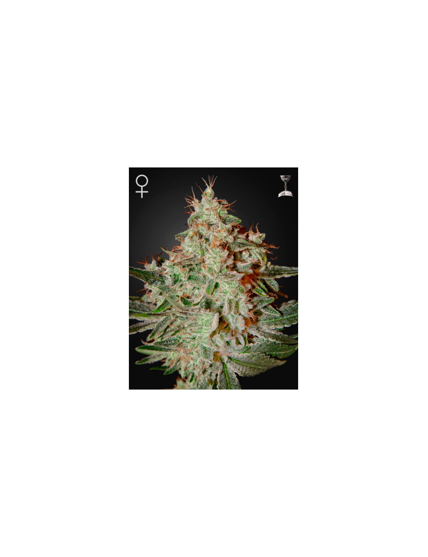 Green House - Lemon Skunk feminisiert