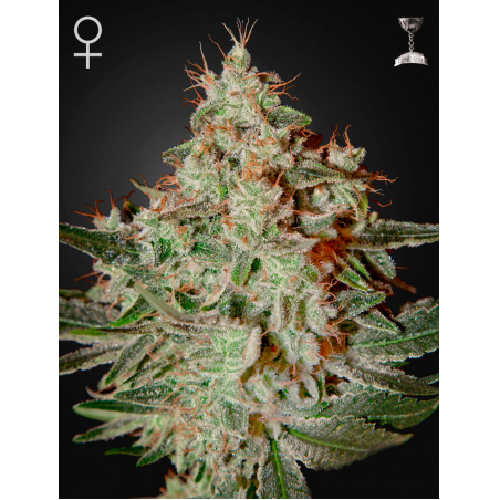 Green House - Lemon Skunk feminisiert