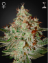 Green House - Lemon Skunk feminized