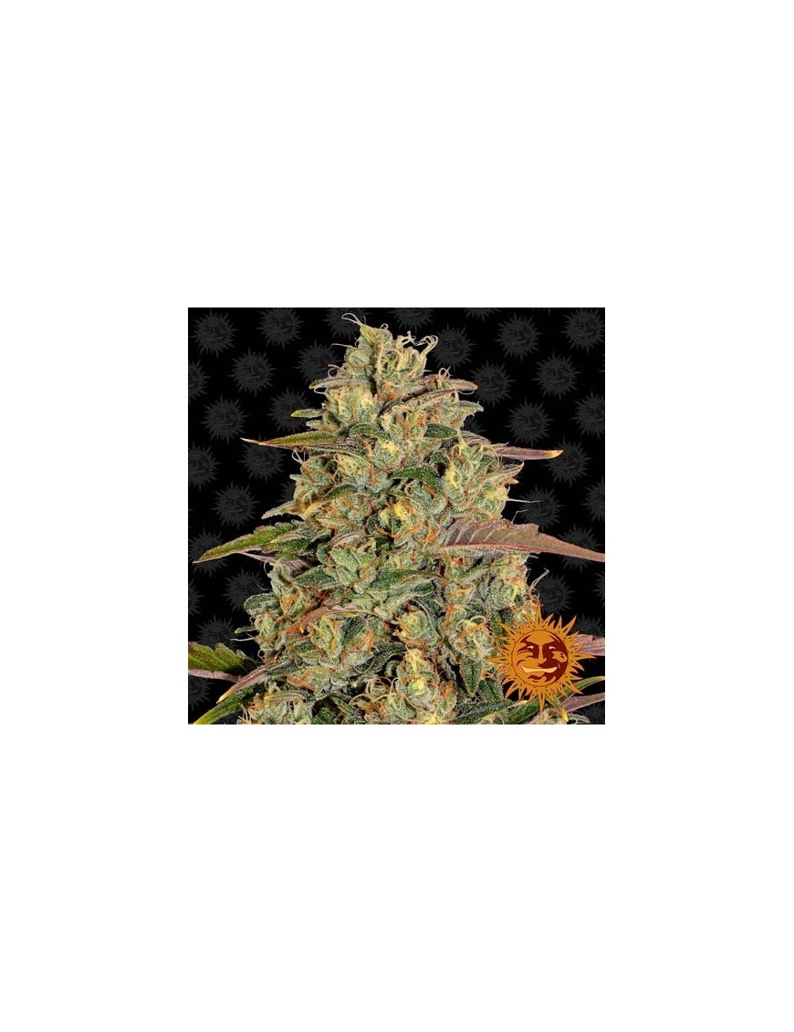 Barney's Farm - Amnesia Lemon Weiblich