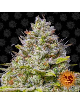 Barney's Farm - Blue Gelato...