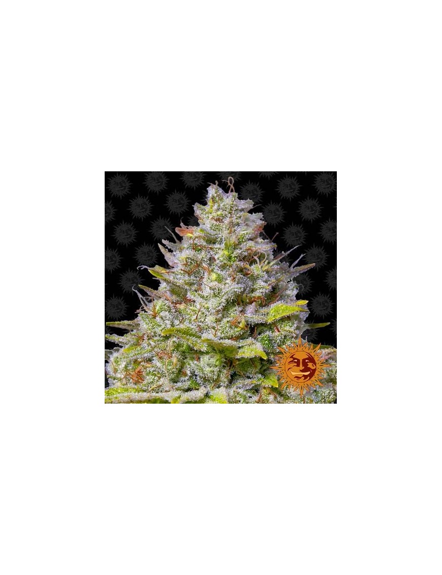 Barney's Farm - Blue Gelato 41 feminizado