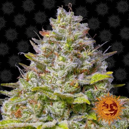 Barney's Farm - Blue Gelato 41 feminizado