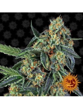 Barney's Farm - Cookies Feminizadas Kush