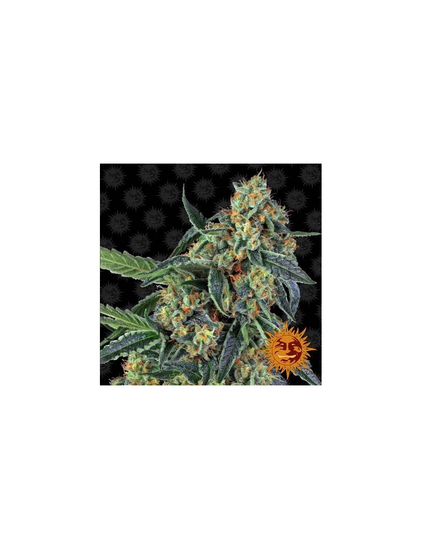 Barney's Farm - Cookies Feminizadas Kush