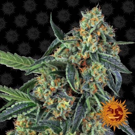 Barney's Farm - Feminized Kush Cookies