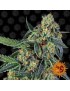 Barney's Farm - Feminized Kush Cookies