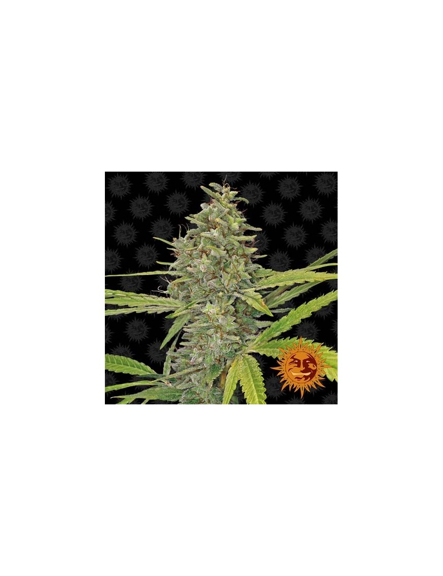 Barney's Farm - G13 Haze feminisiert