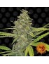 Barney's Farm - G13 Haze feminisiert