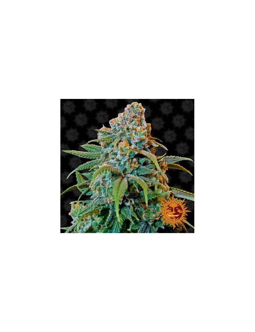 Barney's Farm - Libertad Haze feminizada