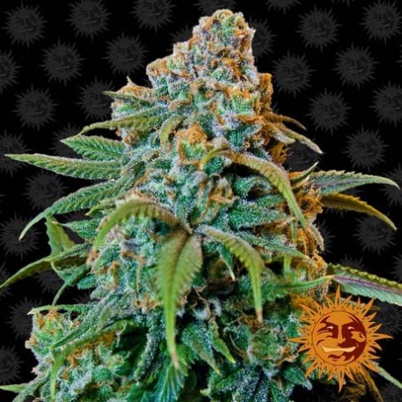 Barney's Farm - Libertad Haze feminizada