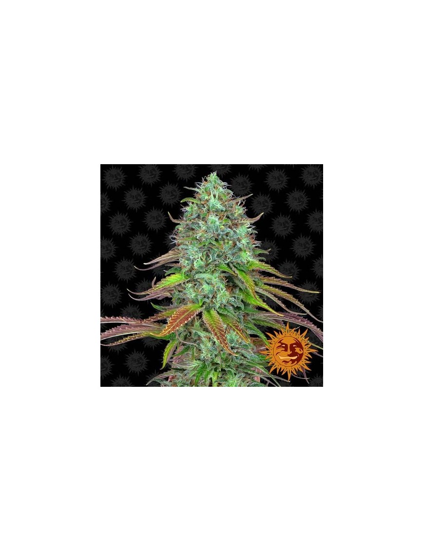 Barney's Farm - L.S.D. auto