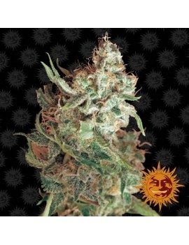 Barney's Farm - Red Dragon...