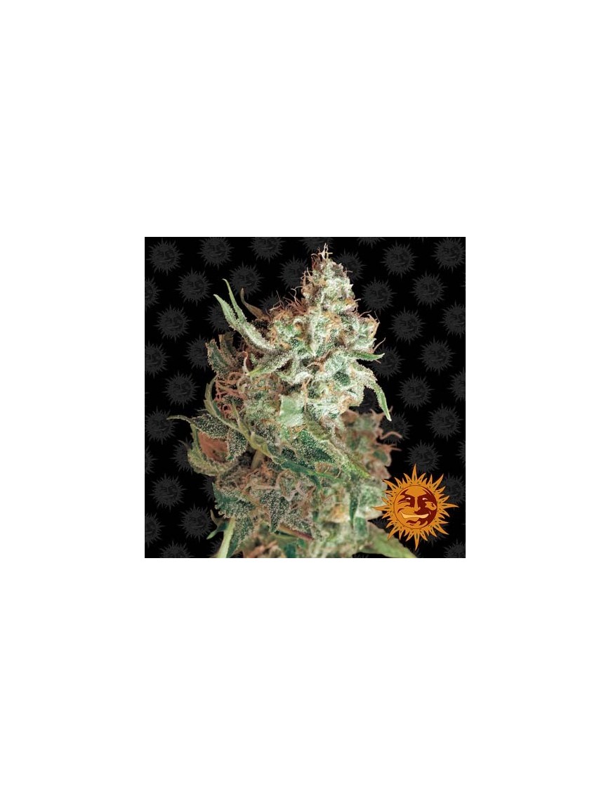 Barney's Farm - Red Dragon feminisiert