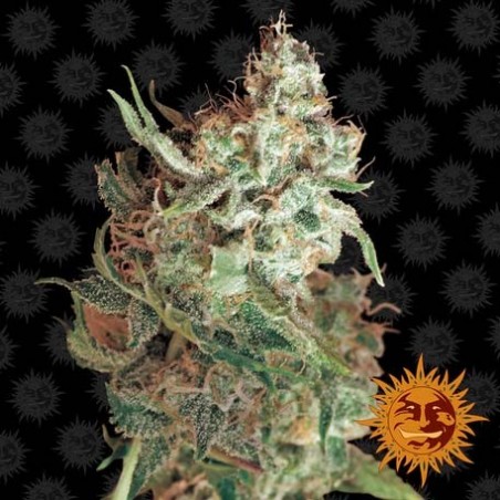 Barney's Farm - Red Dragon feminisiert