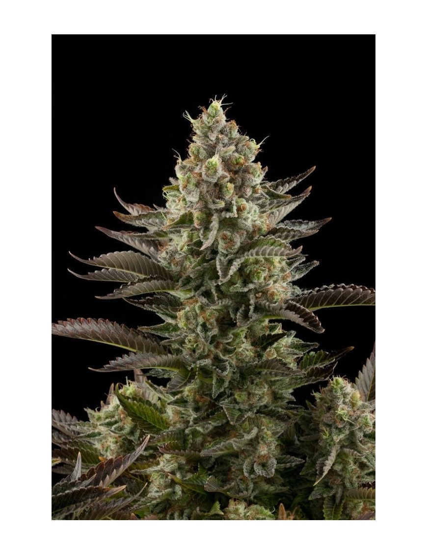 Silent Seeds - White Widow Fem